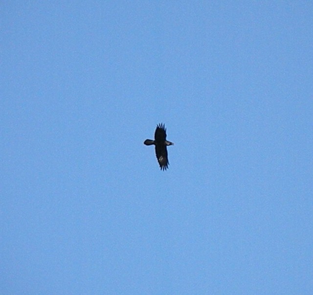 dalla finestra di casa...